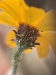 Dyssodia tagetiflora