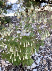 Brickellia grandiflora