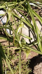 Gilliesia cuspidata