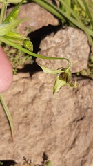 Gilliesia cuspidata