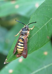 Pennisetia marginatum