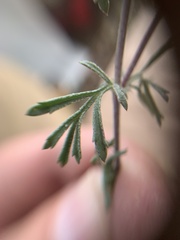 Dyssodia tagetiflora