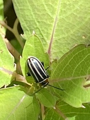 Disonycha pensylvanica