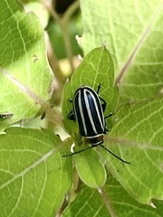 Disonycha pensylvanica