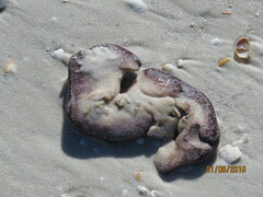 Aplidium stellatum