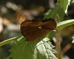 Junonia hedonia
