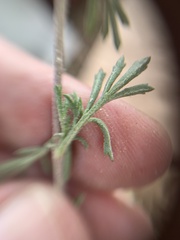 Dyssodia tagetiflora
