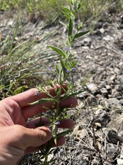 Trichostema brachiatum