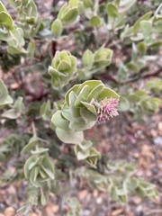 Arctostaphylos auriculata