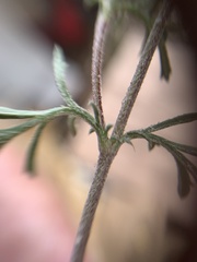 Dyssodia tagetiflora