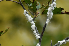 Prociphilus tessellatus