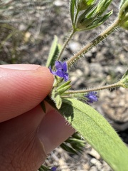 Trichostema brachiatum