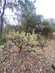 Arctostaphylos auriculata