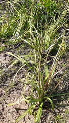 Gilliesia cuspidata