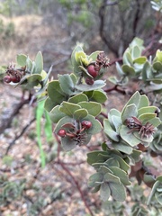 Arctostaphylos auriculata