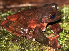 Ecnomiohyla salvaje