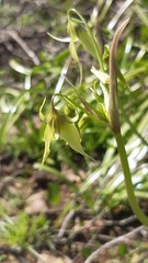 Gilliesia cuspidata