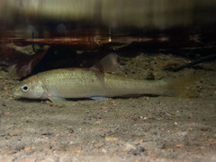 Campostoma oligolepis