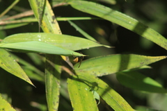 Brachygastra lecheguana
