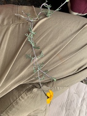 Dyssodia tagetiflora