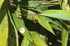 Brachygastra lecheguana