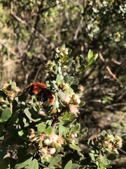Bombus rubicundus