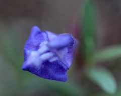Scutellaria siphocampyloides