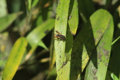 Brachygastra lecheguana