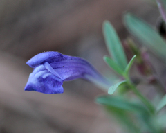 Scutellaria siphocampyloides