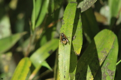 Brachygastra lecheguana