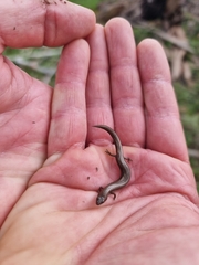 Hemiergis decresiensis