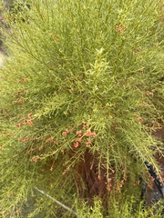 Baccharis sergiloides