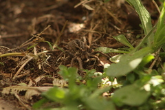 Schizocosa malitiosa