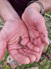 Hemiergis decresiensis