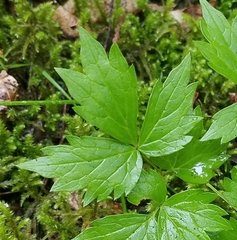 Actaea