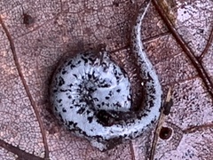 Hemidactylium scutatum