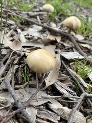 Agrocybe praecox