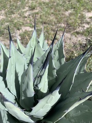 Agave applanata