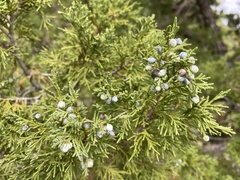 Juniperus scopulorum