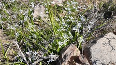 Tecophilaea violiflora