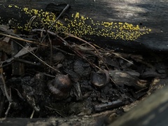 Calycina citrina