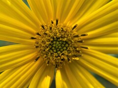 Silphium integrifolium