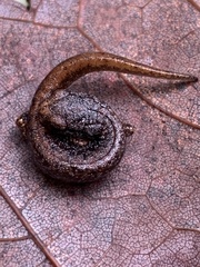 Hemidactylium scutatum