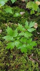 Actaea