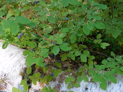 Vaccinium ovalifolium