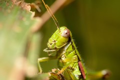 Odontopodisma schmidtii