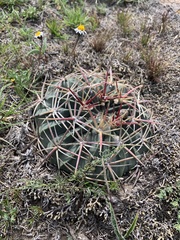 Ferocactus macrodiscus