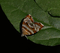 Choreutis periploca