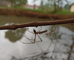 Tetragnatha