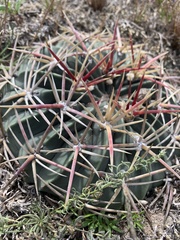 Ferocactus macrodiscus